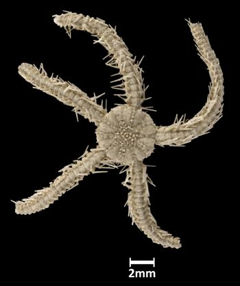 Media type: image;   Invertebrate Zoology OPH-2489 Aspect: dorsal